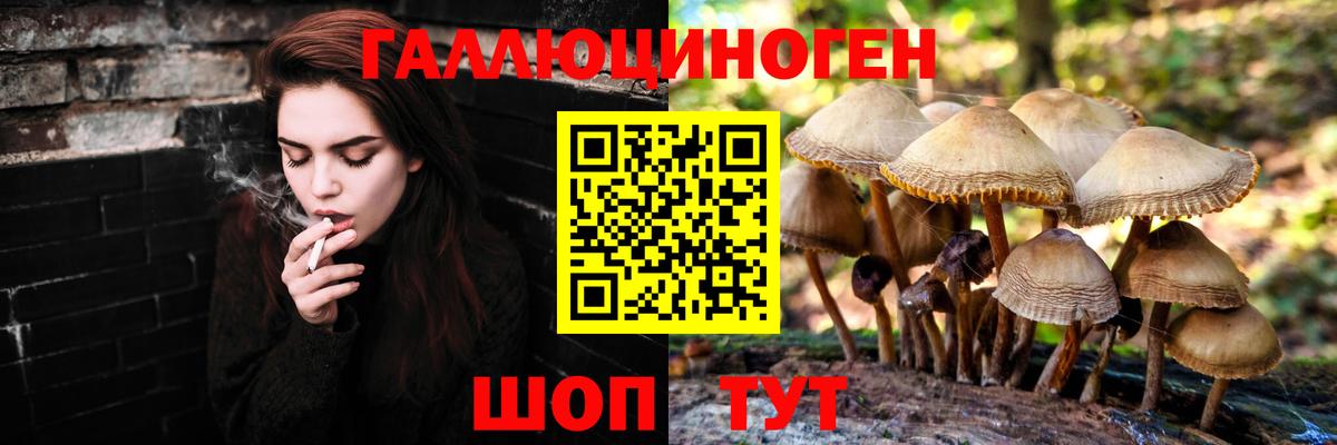 Псилоцибиновые грибы GOLDEN TEACHER  где купить наркоту  Назрань  Галлюциногенные грибы GOLDEN TEACHER  Вход с VPN 
